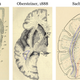 Illustration for article titled Neuroscientists Rediscover A Completely New Brain Part